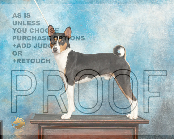 Basenji Sun Custom_JP_7113_Humble2023_HR3