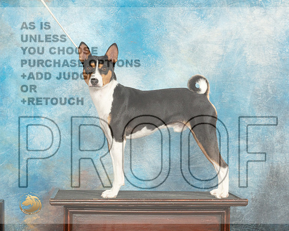 Basenji Sun Custom_JP_7116_Humble2023_HR3