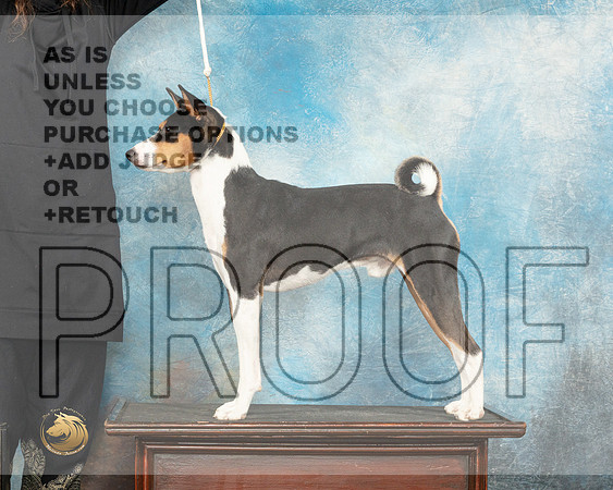Basenji Sun Custom_JP_7105_Humble2023_HR3