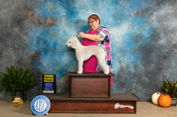 Bedlingtom Terrier #6 Sun G3 Judge Steve Keating