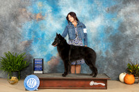 Belgian Sheepdog #8 Sun G4 Judge Steve Keating