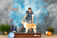 Border Collie #6 Sat WB Judge Jon Titus Steele