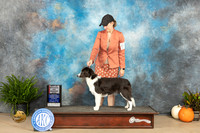 Border Collie #6 Sun WBBOS Judge Kim Meredith