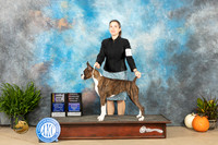 Boxer #12 SAT BOBBOBOHBOWWB Judge Kim Anne Meredith