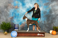 Boxer #14 Sun WB Judge David Peat