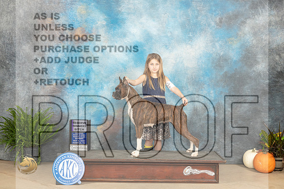 Boxer #10 Sun RWB Judge David Peat_JP_7291_Humble2023_HR3