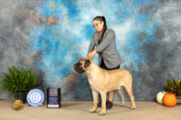 Bullmastiff #5 Sun BOBBOWBOBOH Judge David J Peat