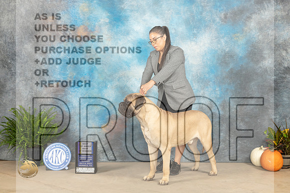 Bullmastiff #5 Sun BOBBOWBOBOH Judge David J Peat_JP_7028_Humble2023_HR3