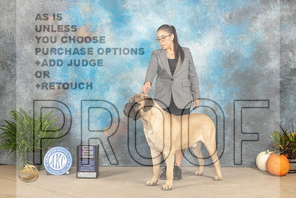 Bullmastiff #5 Sun BOBBOWBOBOH Judge David J Peat_JP_7030_Humble2023_HR3
