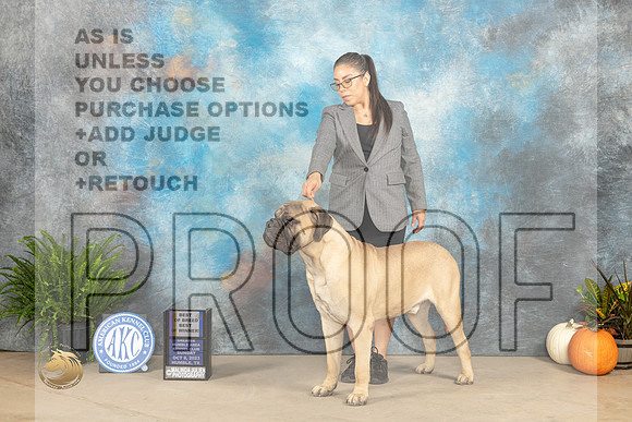 Bullmastiff #5 Sun BOBBOWBOBOH Judge David J Peat_JP_7033_Humble2023_HR3
