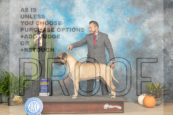 Bullmastiff #9 Sat BOB Judge Kim Mereditch_JP_6322_Humble2023_HR3