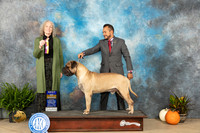 Bullmastiff #9 Sat BOB Judge Kim Mereditch