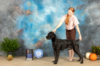 Cane Corso #16 Sat Sun WBBOS maj Judges Kimberly Meredith David Peat