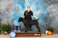 Cane Corso #5 Sat BOB Judge Kim Meredith