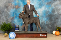 Cane Corso #9 Sun WBBOW maj Judge David Peat
