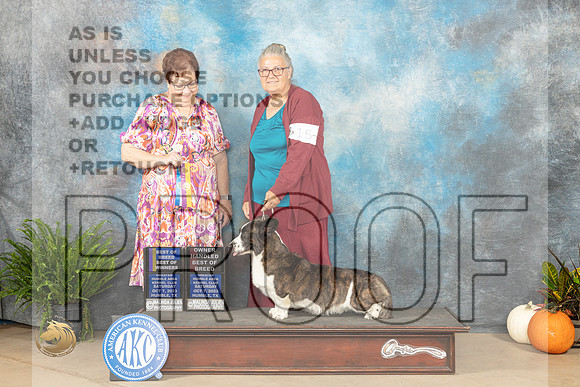 Cardigan Welsh Corgi #15 SAT BOBBOW Judge Pamela Peat_JP_6482_Humble2023_HR3