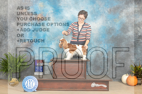Cavalier King Charles Spaniel ? Sun WBBOS Judge Jon Titus Steele_JP_7537_Humble2023_HR3