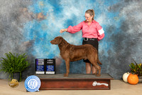 Chesapeake Bay Retriever #9 Sun WD Judge Steve Keating