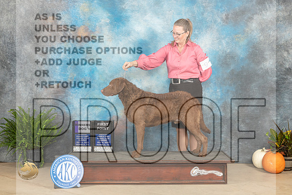 Chesapeake Bay Retriever #9 Sun WD Judge Steve Keating_JP_6981_Humble2023_HR3