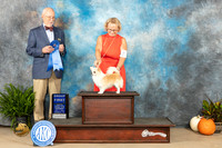 Chihuahua Long Coat #7 SAT G1 Judge Ronald Horn