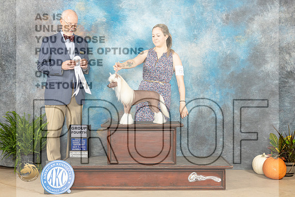 Chinese Crested #6 SAT G4 Judge Ronald Horn _JP_6587_Humble2023_HR3