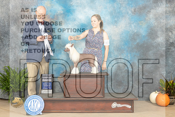 Chinese Crested #6 SAT G4 Judge Ronald Horn _JP_6589_Humble2023_HR3