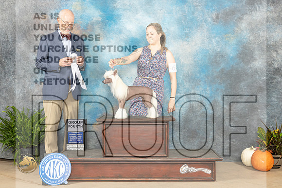 Chinese Crested #6 SAT G4 Judge Ronald Horn _JP_6588_Humble2023_HR3