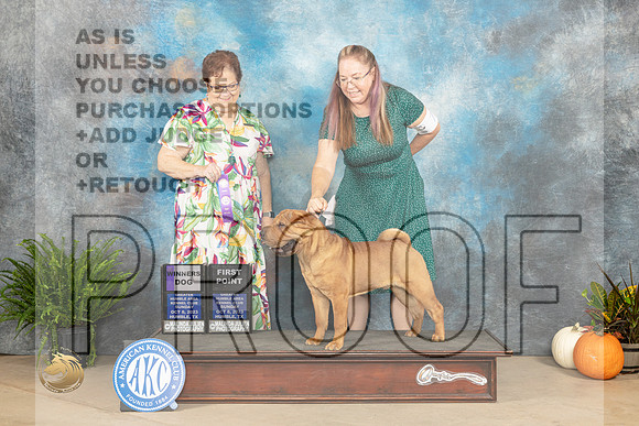 Chinese Shar Pei #11 Sun WD Judge Pamela Peat_JP_6889_Humble2023_HR3