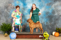 Chinese Shar Pei #7 Sun OHBIS Judge Pam Peat