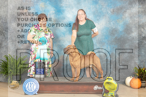 Chinese Shar Pei #7 Sun OHBIS Judge Pam Peat_JP_7596_Humble2023_HR3