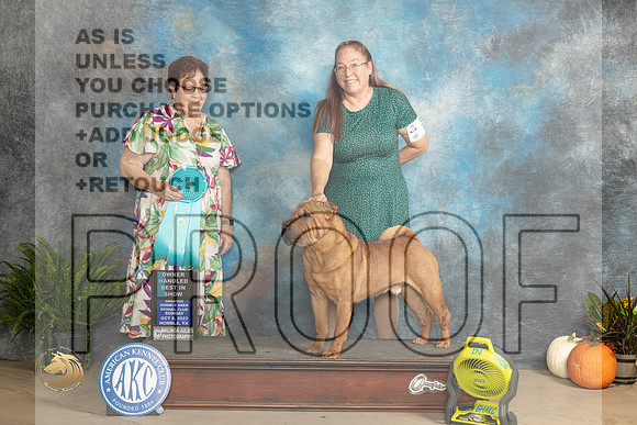 Chinese Shar Pei #7 Sun OHBIS Judge Pam Peat_JP_7601_Humble2023_HR3