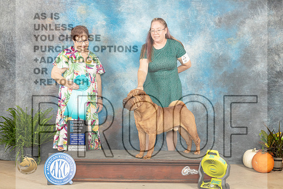Chinese Shar Pei #7 Sun OHBIS Judge Pam Peat_JP_7604_Humble2023_HR3