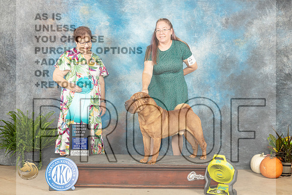 Chinese Shar Pei #7 Sun OHBIS Judge Pam Peat_JP_7605_Humble2023_HR3