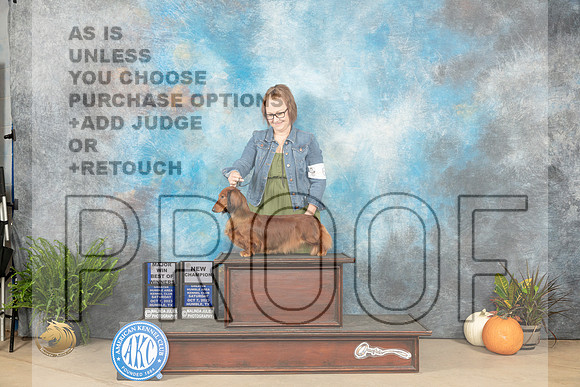Dachshund #6 Sat BOWMCH Judge Angela Pickett_JP_6390_Humble2023_HR3