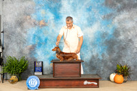 Dachshund Long Coat #18 Sat BOV Judge Angela Pickett