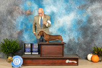 Dachshund Smooth #6 Sun BOVWB Judge David Peat