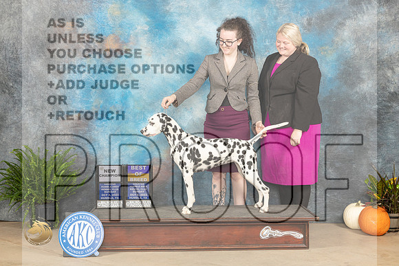 Dalmatian #8 Sun BOBCH Judge Pamela Peat_JP_7094_Humble2023_HR3