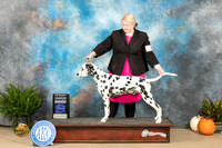 Dalmatian #9 Sat G4 Ronald Horn