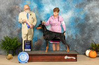 Doberman Pinscher #30 Sun BOWBOS Judge David Peat