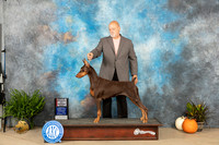 Doberman Pinsher #22 Sat  WBBOS Judge Steve Keating