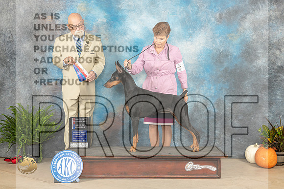 Doberman Pinscher #30 Sun BOWBOS Judge David Peat_JP_6951_Humble2023_HR3