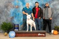 Dogo Argentino #5 Sat BOB Kimberly Meredith
