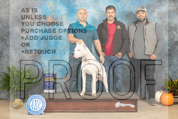 Dogo Argentino #5 Sat BOB Kimberly Meredith_JP_7016_Humble2023_HR3