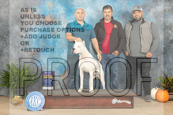 Dogo Argentino #5 Sat BOB Kimberly Meredith_JP_7019_Humble2023_HR3