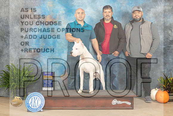 Dogo Argentino #5 Sat BOB Kimberly Meredith_JP_7015_Humble2023_HR3