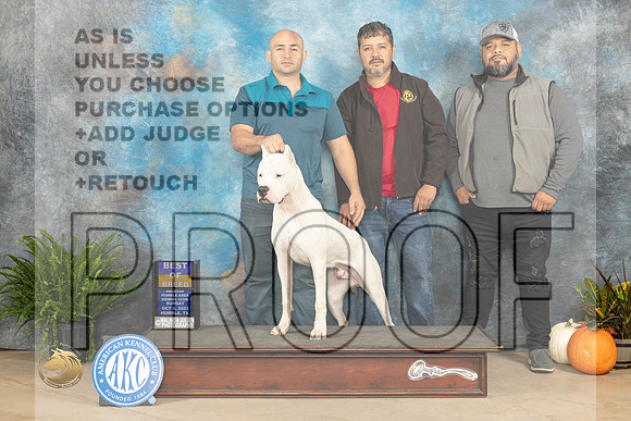 Dogo Argentino #5 Sat BOB Kimberly Meredith_JP_7022_Humble2023_HR3