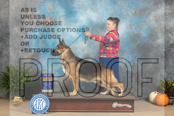 German Shepherd Dog #7 Sun BOB Judge Kim Meredith_JP_7461_Humble2023_HR3