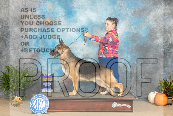 German Shepherd Dog #7 Sun BOB Judge Kim Meredith_JP_7463_Humble2023_HR3