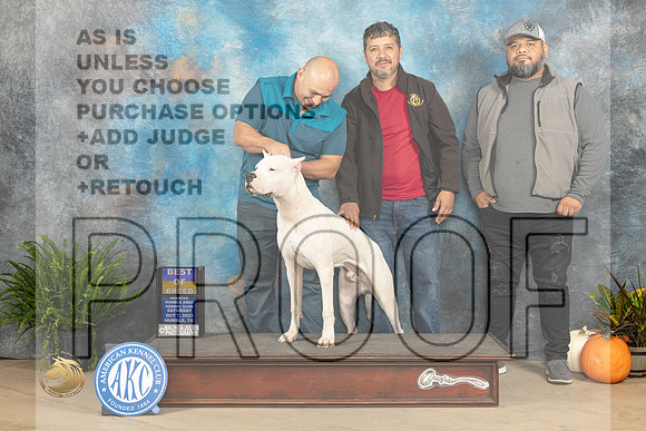Dogo Argentino #5 Sat BOB Kimberly Meredith_JP_7025_Humble2023_HR3