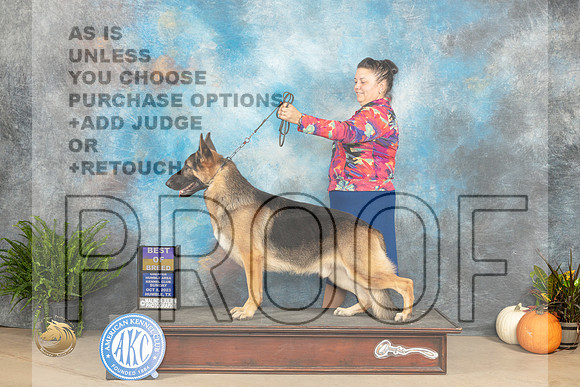 German Shepherd Dog #7 Sun BOB Judge Kim Meredith_JP_7466_Humble2023_HR3